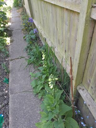 flowers